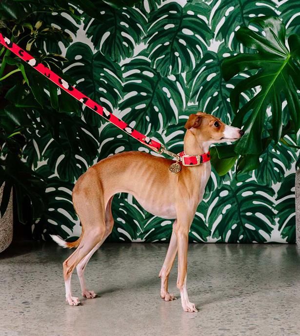 NICE DIGS ナイスディグス　ショルダーリード　レザー NICE DIGS / ナイス・ディグス（オーストラリア） - BEAST COAST