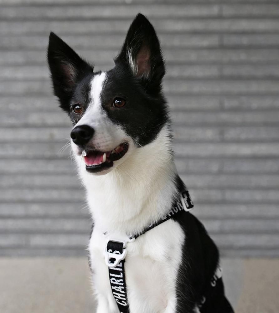TRIP HARNESS - BLACK / CHARLIE'S BACKYARD - BEAST COAST
