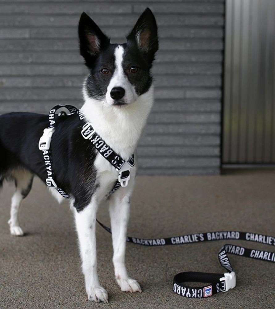 TRIP HARNESS - BLACK / CHARLIE'S BACKYARD - BEAST COAST