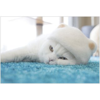 <img class='new_mark_img1' src='https://img.shop-pro.jp/img/new/icons16.gif' style='border:none;display:inline;margin:0px;padding:0px;width:auto;' />100% Cat hair ポストカード　PB-481