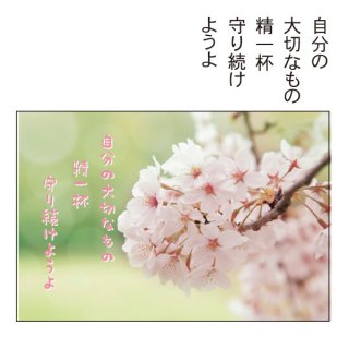 桜ポストカード　PW-563h