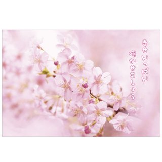 桜ポストカード　PW-615h