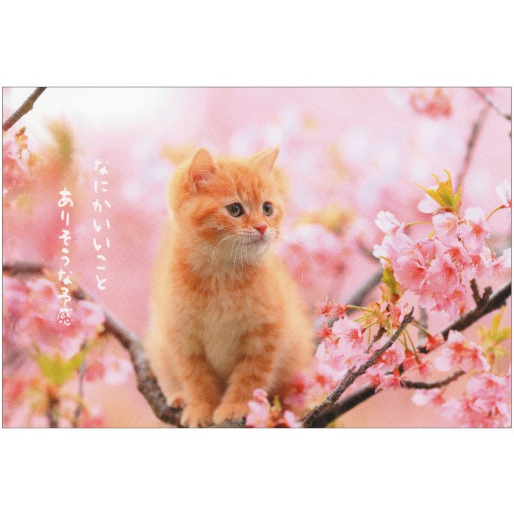 春柄ネコポストカード 猫と桜 Pb 509h