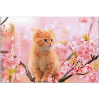 春柄ネコポストカード【猫と桜】PB-509h