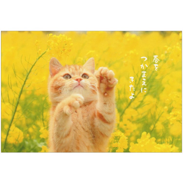 春柄ネコポストカード【猫と菜の花】PB-507h