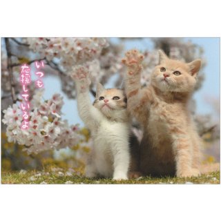 【半額】春柄ネコポストカード【猫と桜】PB-508h