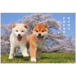 春柄イヌポストカード【桜と柴犬】PN-563h