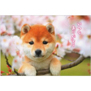 春柄イヌポストカード【桜と柴犬】PN-561h