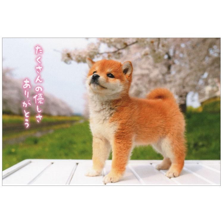 春柄イヌポストカード【桜と柴犬】PN-564h