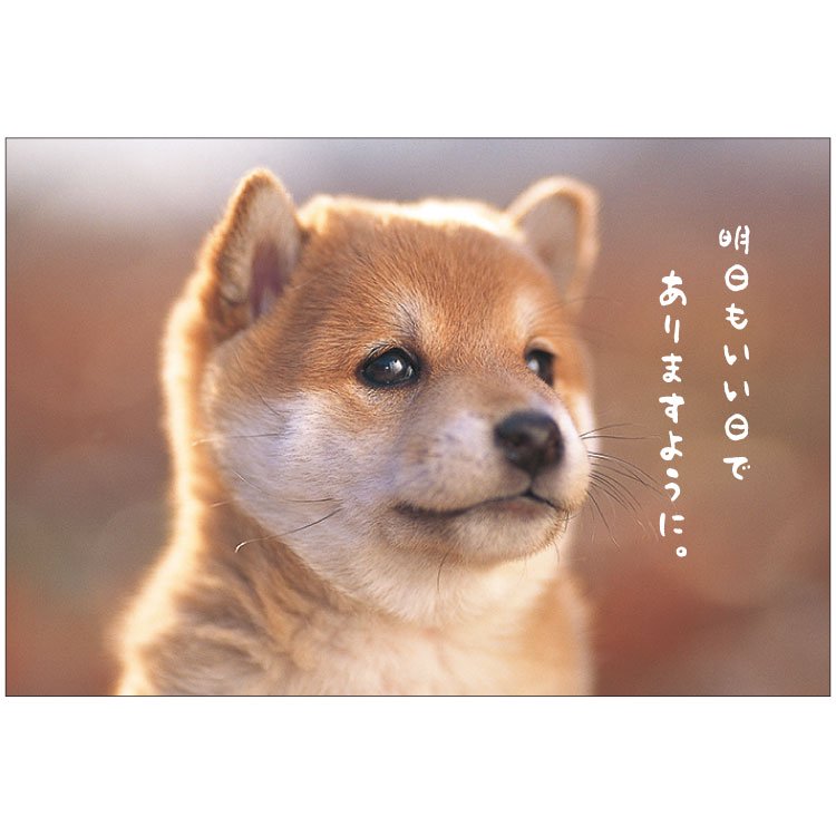 秋柄・イヌポストカード【柴犬】PN-572a