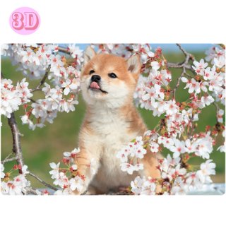 春柄3Dポストカード【柴犬】 PP-60h