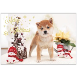 クリスマスイヌポストカード【柴犬】 CMP-368