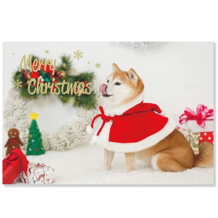 半額】クリスマスイヌポストカード【柴犬】 CMP-371