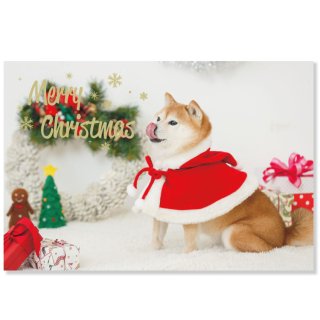 クリスマスイヌポストカード【柴犬】 CMP-371