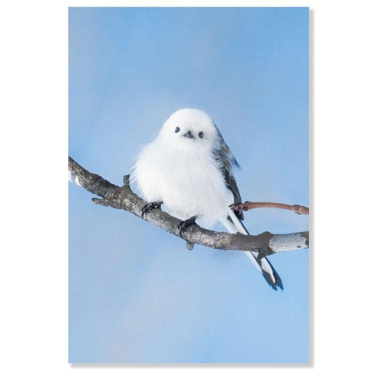 森の動物ポストカード H04-PV-89