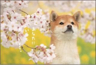 柴桜濃いピンクとニゲラ ポスト投函いっぱい