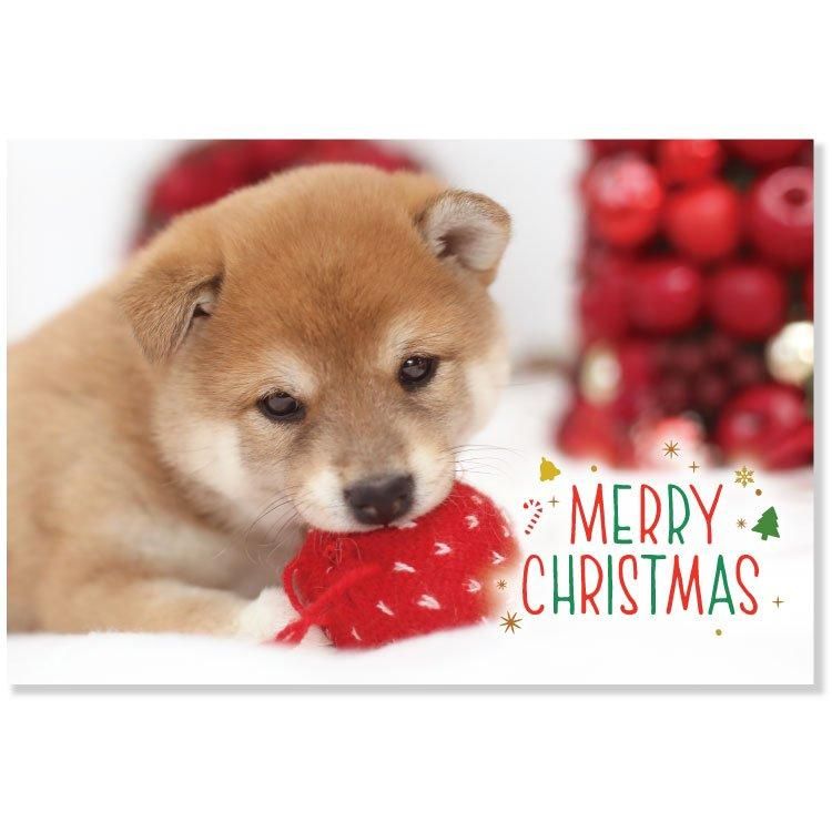 羊毛フェルト 柴犬サンタ クリスマスリース ①（今年もあと