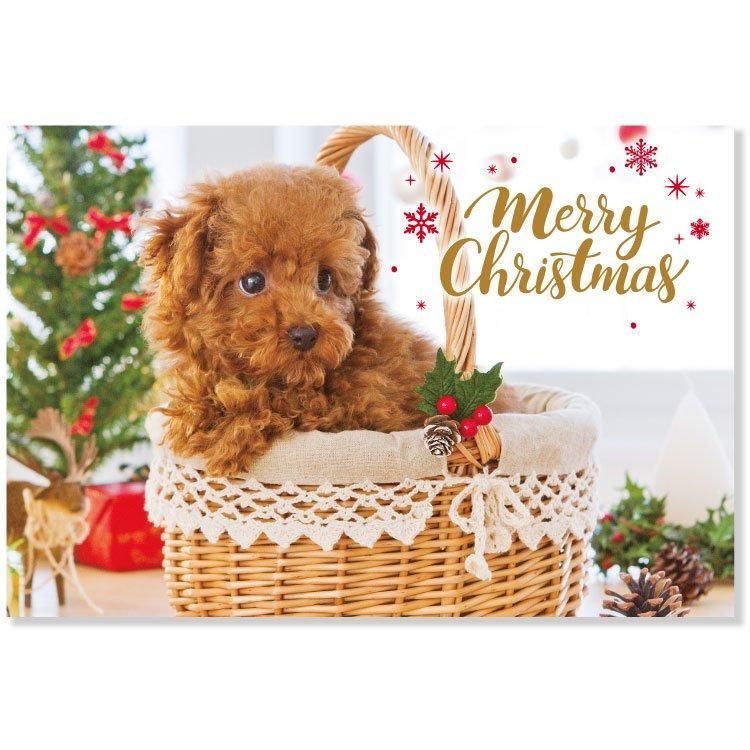 クリスマスイヌポストカード トイプードル CMP-405