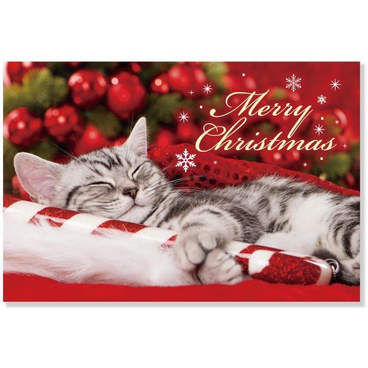 クリスマスネコポストカード アメリカンショートヘア（眠り） CMP-407