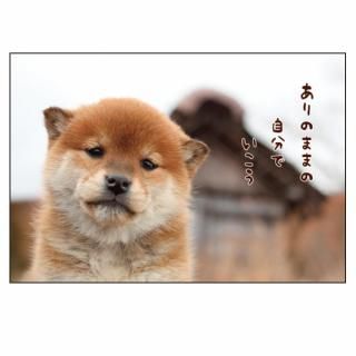 <img class='new_mark_img1' src='https://img.shop-pro.jp/img/new/icons16.gif' style='border:none;display:inline;margin:0px;padding:0px;width:auto;' />Ⱦۡۥ̥ݥȥɡPN-485