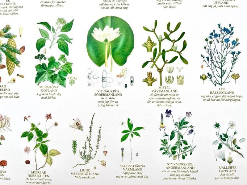 スウェーデン 花と花言葉 カード サイズ 北欧食器 ヴィンテージ 北欧雑貨 北欧インテリア 東欧雑貨 カフェ Liten Butiken リーテンブティケーン Web Shop 通販 世田谷線 京王線 下高井戸 桜上水駅 スウェーデン 花と花言葉 カード サイズ 北欧食器 ヴィンテージ 北欧雑貨 北欧インテリア 東欧雑貨 カフェ Liten Butiken リーテンブティケーン Web Shop 通販 世田谷線 京王線 下高井戸 桜上水駅
