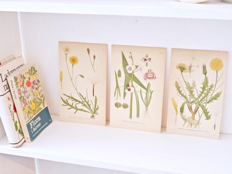 ヴィンテージ 植物画 ボタニカルアート スウェーデン 花 図鑑 ポスター 北欧ヴィンテージ食器 北欧雑貨 東欧雑貨 Liten Butiken 東京 下高井戸 世田谷線 京王線
