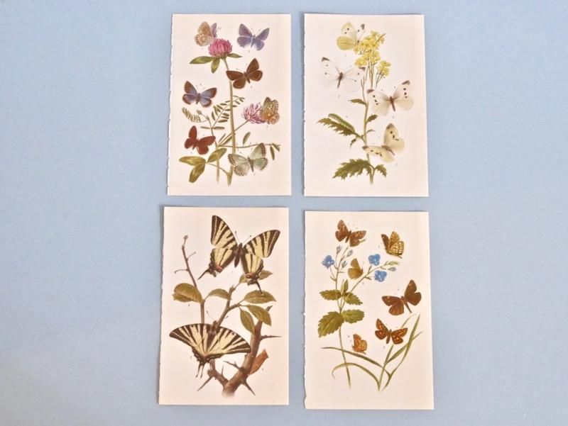 ヴィンテージ 蝶 バタフライ イラスト 植物画 ボタニカルアート ドイツ 花 図鑑 ポスター 北欧ヴィンテージ食器 北欧雑貨 東欧雑貨 Liten Butiken 東京 下高井戸 世田谷線 京王線