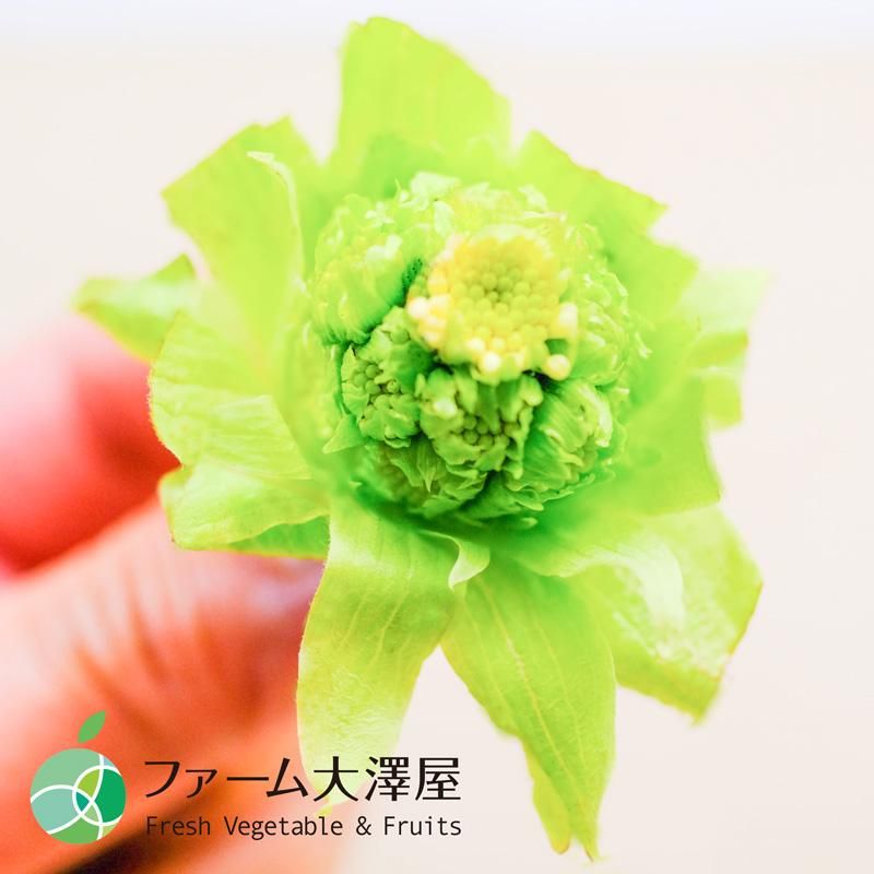 ✨数量限定✨新潟県産 天然 ふきのとう 200g 山菜 蕗の薹