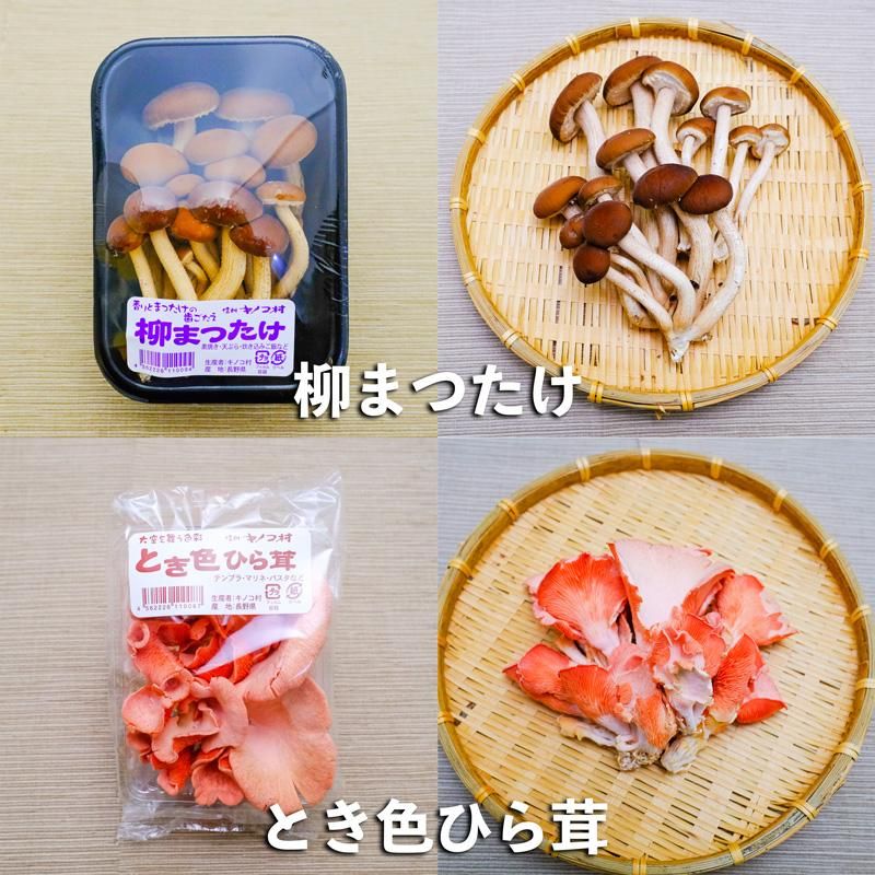 キノコ村の新鮮生きのこ