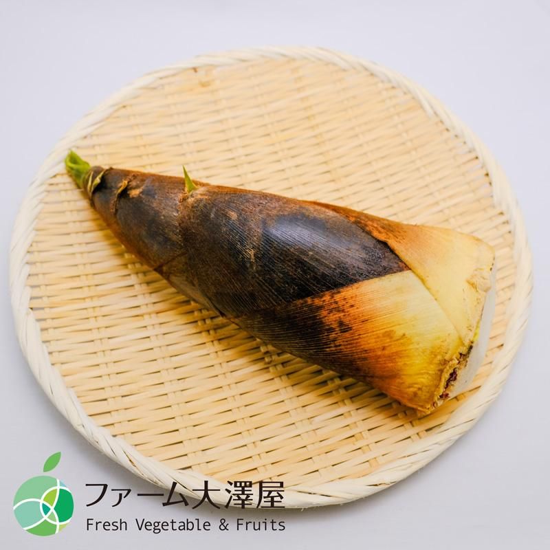 孟宗竹 たけのこ 約1kg 長野県産 筍 山菜 天然物 ギフト 贈り物