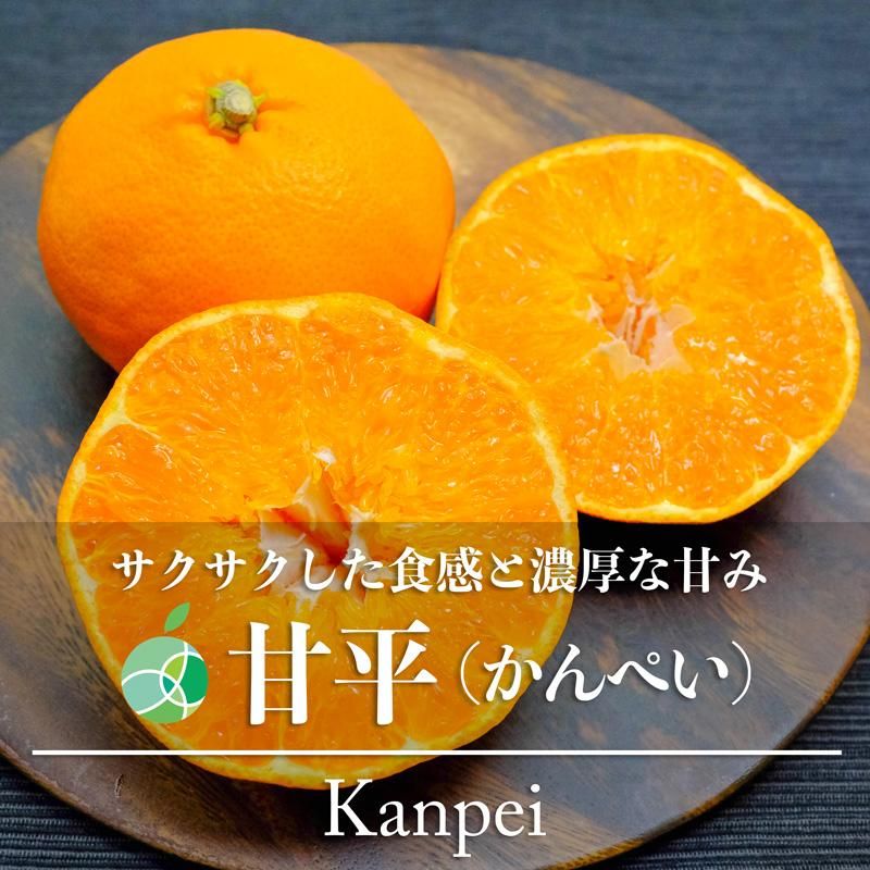 愛媛 中島 甘平 秀品 5キロ