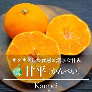 玉荷包ライチ 約3kg 生ライチ ドラゴンライチ グリーンライチ 玉荷包ライチ 約3kg 生ライチ ドラゴンライチ グリーンライチ