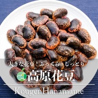 高原花豆　豆　2024年度産　約800g　長野県川上村産