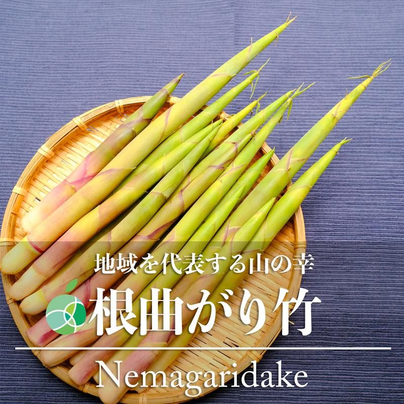 出荷中】 北海道産 山菜 根曲がり竹 2kg (食用) 天然 ねまがり竹