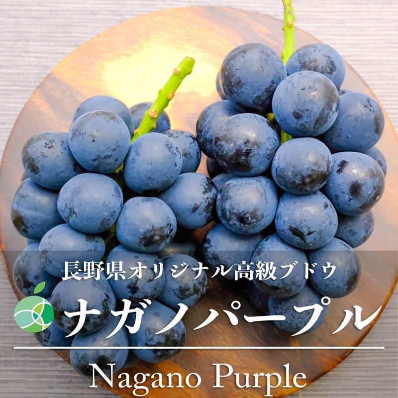 長野県産 ナガノパープル 4房セット ｜ 1房約400g ハウス栽培