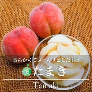 ޤ⡡£ѡ5kg1530̡Ĺ渵2024ե롼