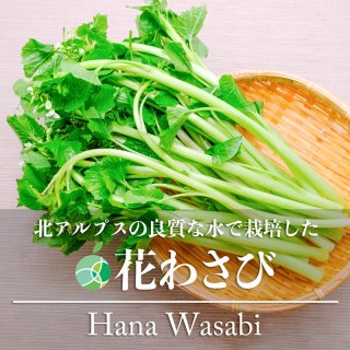 送料無料　花わさび・花ワサビ　野菜　3束　約300g　長野県産