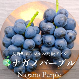 送料無料　ナガノパープル　ぶどう　ハウス栽培　約1.2kg　2房　長野県産
