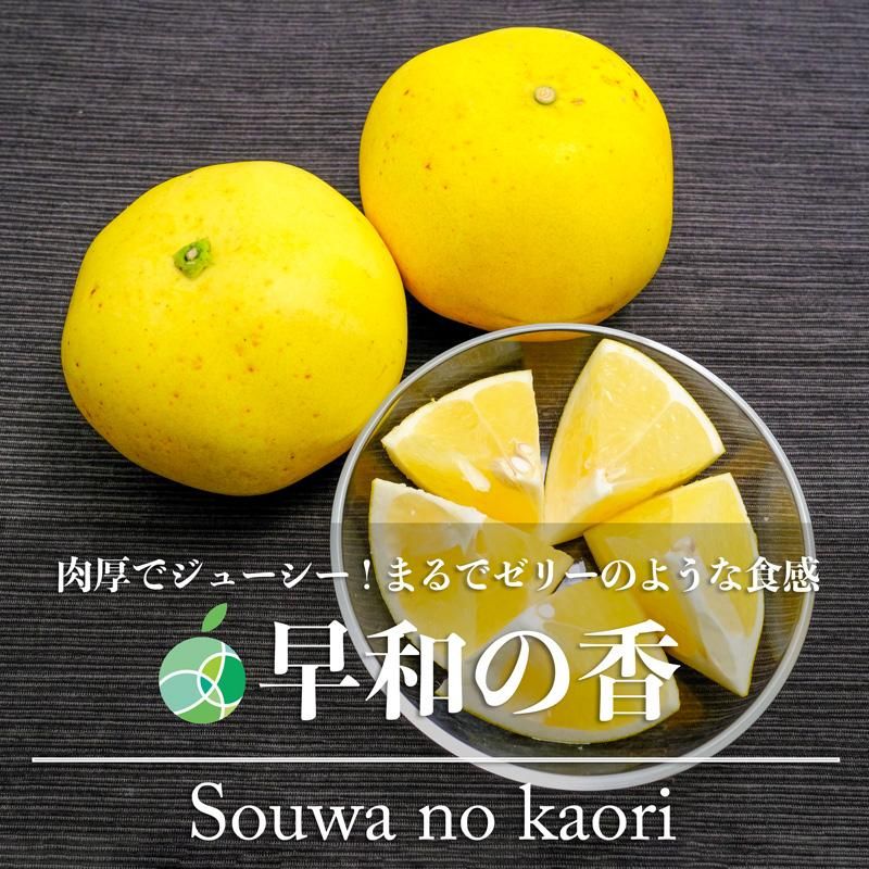 山北みかん 減農薬 優品 約3kg 生産者限定 温州みかん お歳暮