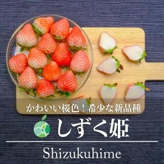 しずく姫　いちご　2パック　長野県中野市産　誕生日　プレゼント　フルーツ　ギフト　お祝い　お礼　お見舞い　こどもの日　節句　母の日