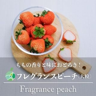 フレグランスピーチ　大粒　いちご　2パック　新潟県十日町市産　苺　ケーキ　誕生日　プレゼント　フルーツ　ギフト　ホワイトデー　ひな祭り　節句　卒園　卒業　入園　入学