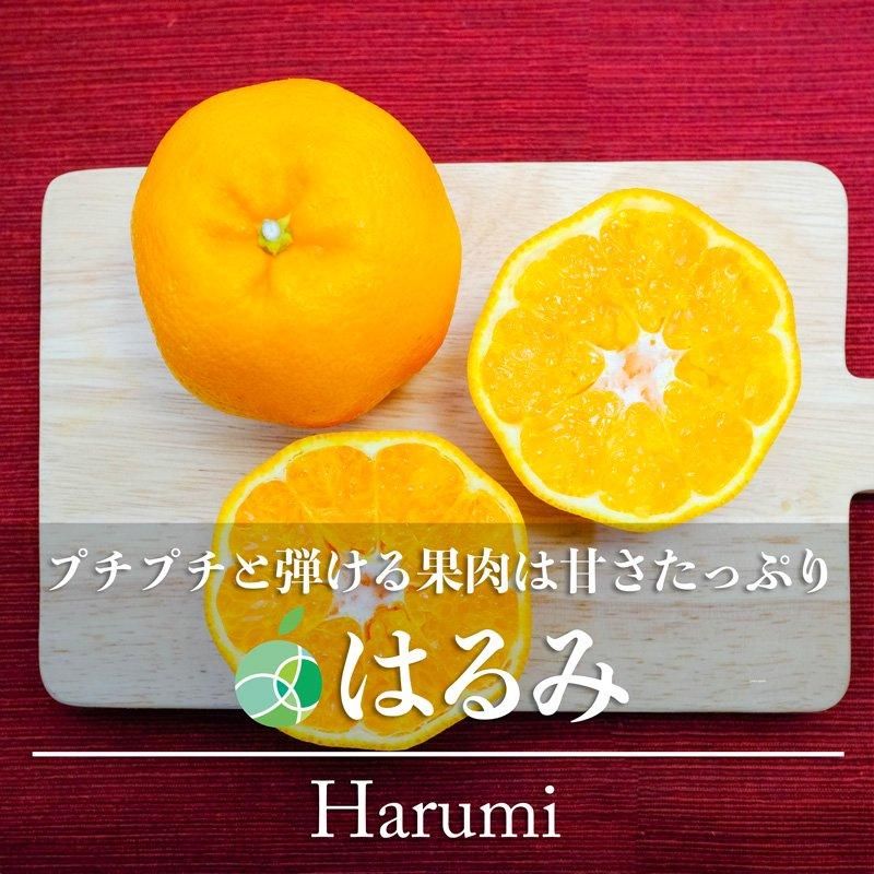 Amazon.co.jp: みかん はるあいか 〇等級 4L～Mサイズ 5kg 愛媛