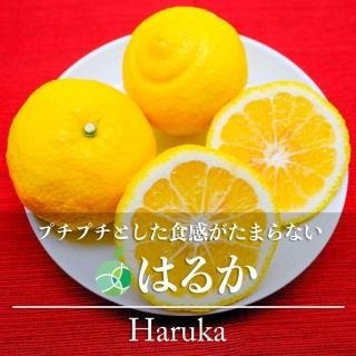 はるか　みかん　赤秀　2L　約5kg　23-25玉　愛媛県産　蜜柑　フルーツ　ギフト　プレゼント　贈り物　誕生日　お祝い　お礼　お見舞い　お供え