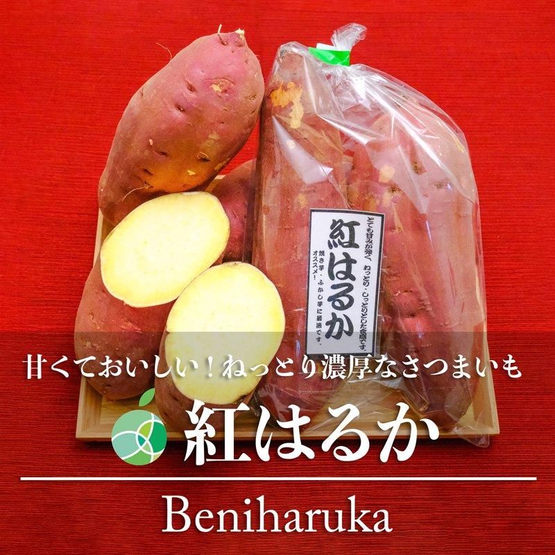 茨城県産 さつまいも苗 紅はるか 100本 なが 茨城県産 さつまいも苗 紅はるか 100本 なが