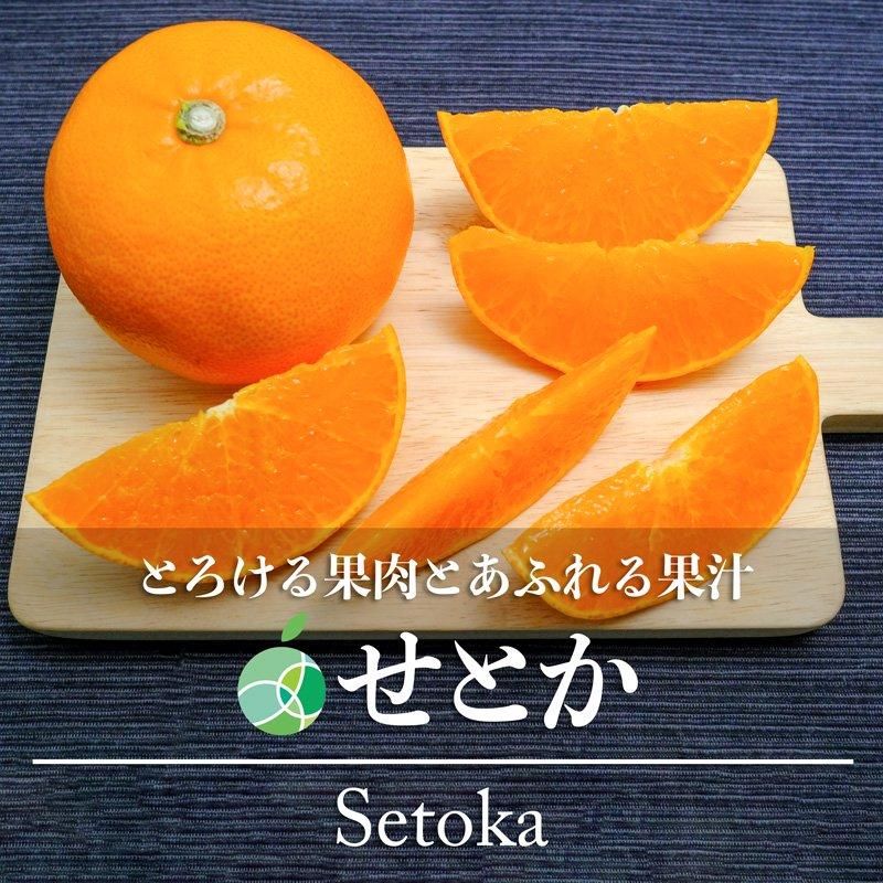 せとか　赤秀　3-4L　約5kg　11-17玉　佐賀県産　みかん　柑橘　プレゼント　フルーツ　ギフト　贈り物　お祝い　御礼　お供え - ファーム大澤屋  オンラインショップ