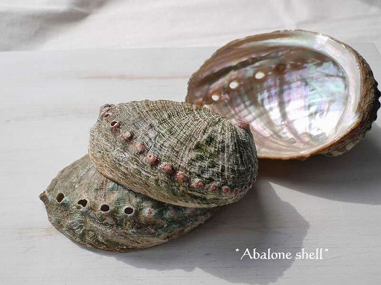 選べる♪天然貝皿ナチュラルアバローニ貝器(ニュージーランド産)優しい