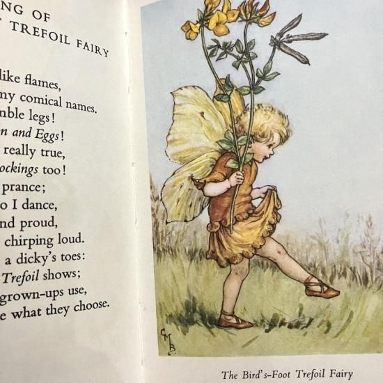 Flower Fairies of the Summer - 絵本・児童書・古雑誌 のらねこ Flower Fairies of the Summer - 絵本・児童書・古雑誌 のらねこ