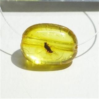 【化石】虫(蜂)入り琥珀 （台座付き） 楽天市場】【事務所移転により臨時休業中】化石 虫入り琥珀