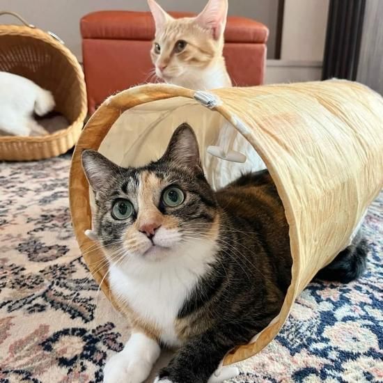 キャットトンネル 木目柄 ＝ neconciergeme 猫の館ME