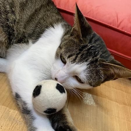 可愛いコロコロフェルトトイ 2タイプ Neconciergeme 猫の館me 可愛いコロコロフェルトトイ 2タイプ Neconciergeme 猫の館me